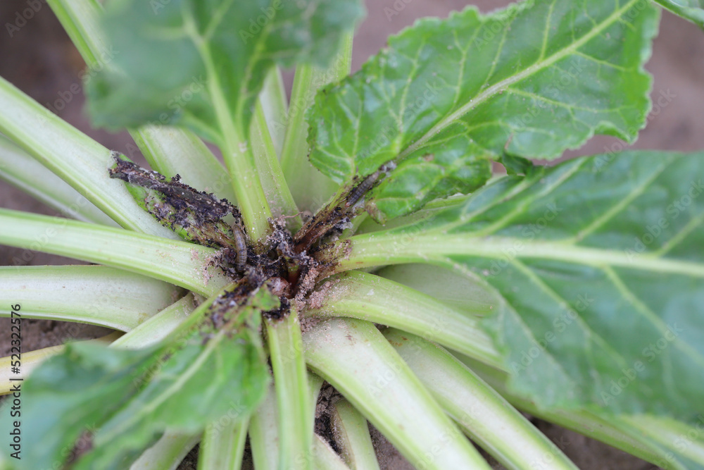 Obraz premium Damaged plants of sugar beet by caterpillars of the beet moth Scrobipalpa ocellatella, is a moth in the family Gelechiidae. This is an important pest of sugar beet and other crops.