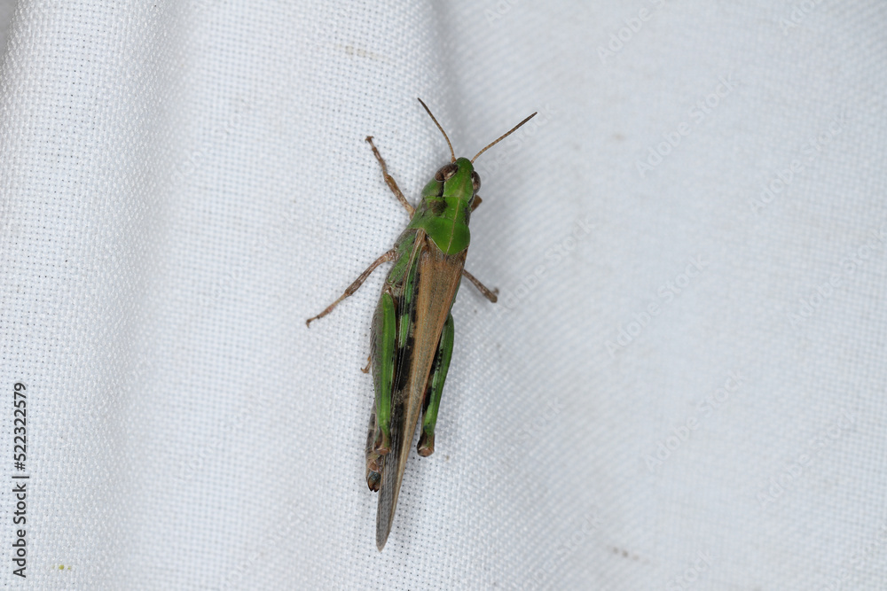A Common green grasshopper on white fabric. A Common green grasshopper on white fabric.