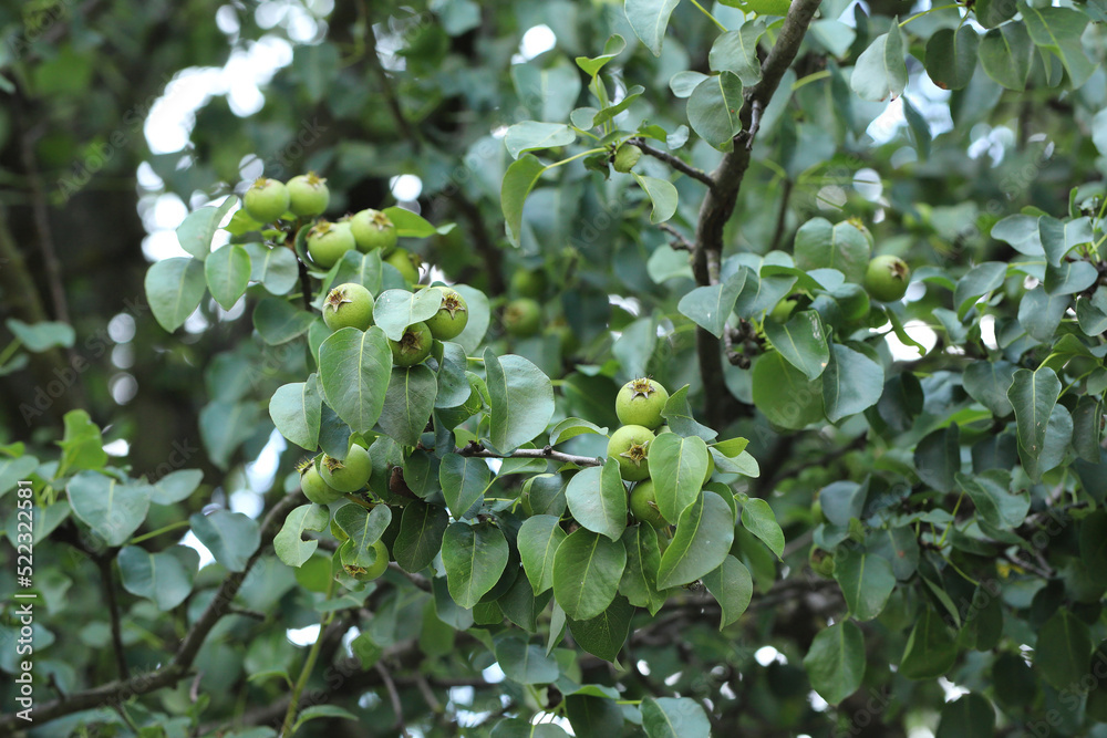 European Wild Pear, Wild Pear (Pyrus pyraster), branch with fruits.
