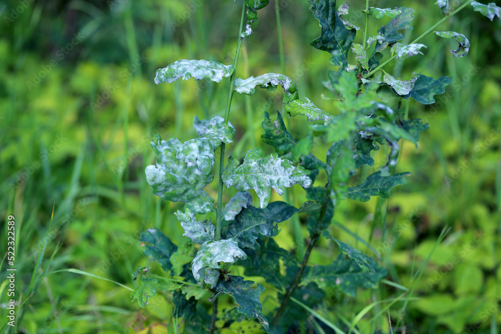 Powdery mildew on oak leaves. This is a dangerous fungal disease caused