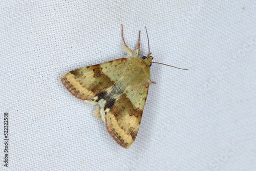 Shoulder-striped Clover - Heliothis maritima photo
