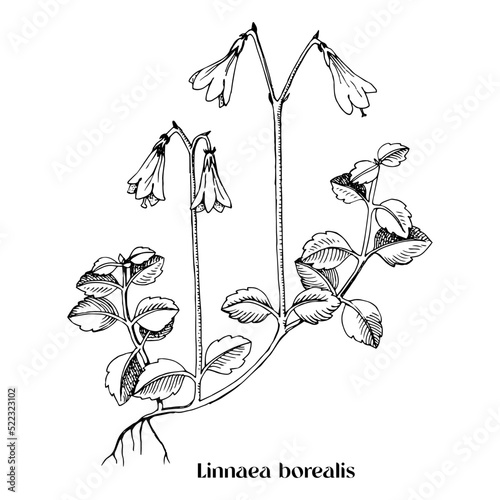 Linnaea borealis or Twinflower , medicinal plant.