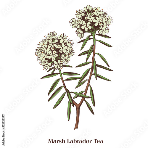 Marsh Labrador Tea isolated on a white background.