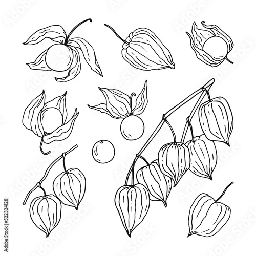 Set of hand sketched physalis