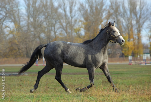 Arabian race horse runs on the autumn stud farm 