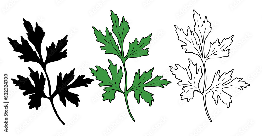 a set of green parsley and CILANTRO. isolated set of hand-drawn sprigs of fresh green cilantro with a black outline and silhouette for packaging, label design template