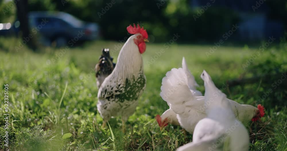 Chickens along with a young rooster pecking forage in a field on the green grass on the farm in the summer sunset Chickens along with a young rooster pecking forage in a field on the green grass on the farm in the summer sunset