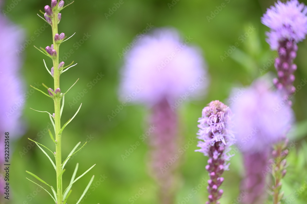 Background with nature to use for computer screens, pictures, smartphones, websites, walls, photo wallpapers for the décor of the apartment. - insects and small colorful flowers, field vegetation, gar Background with nature to use for computer screens, pictures, smartphones, websites, walls, photo wallpapers for the décor of the apartment. - insects and small colorful flowers, field vegetation, gar