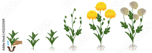 Cycle of growth of a yellow chrysanthemum flowers isolated on a white background.