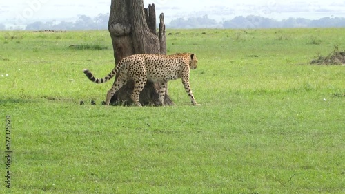 cheetah marking territory peeing at a tree photo