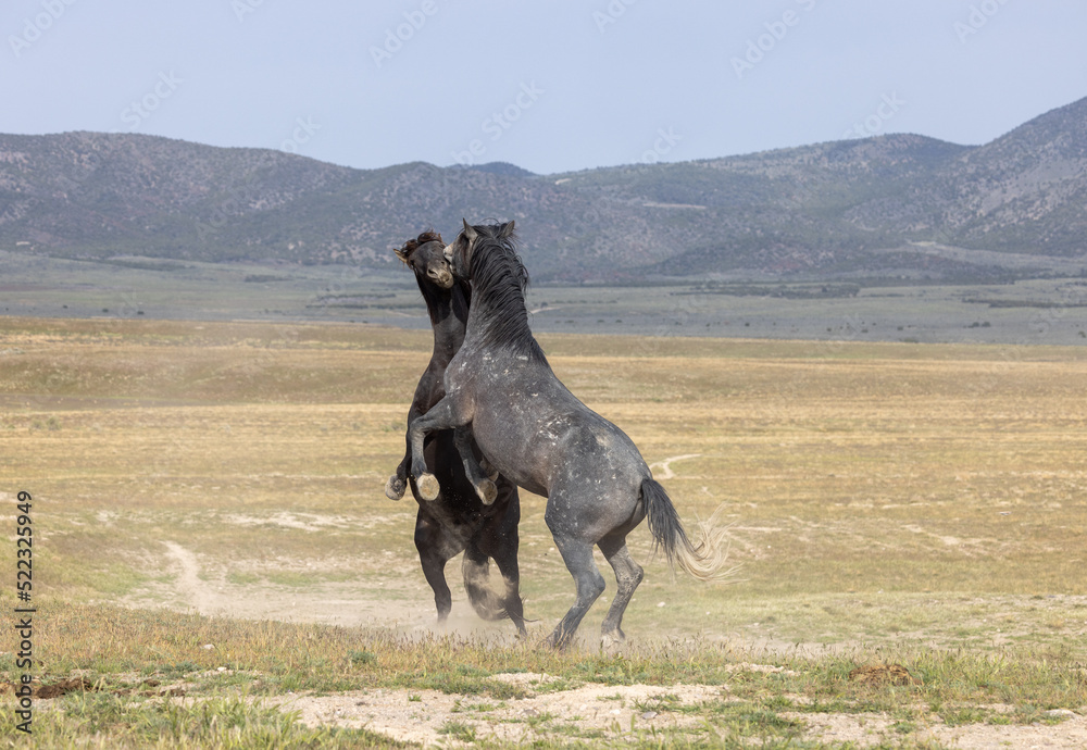Fototapeta premium Wild Horse Stallions Fighting in the Utah Desert in Spring