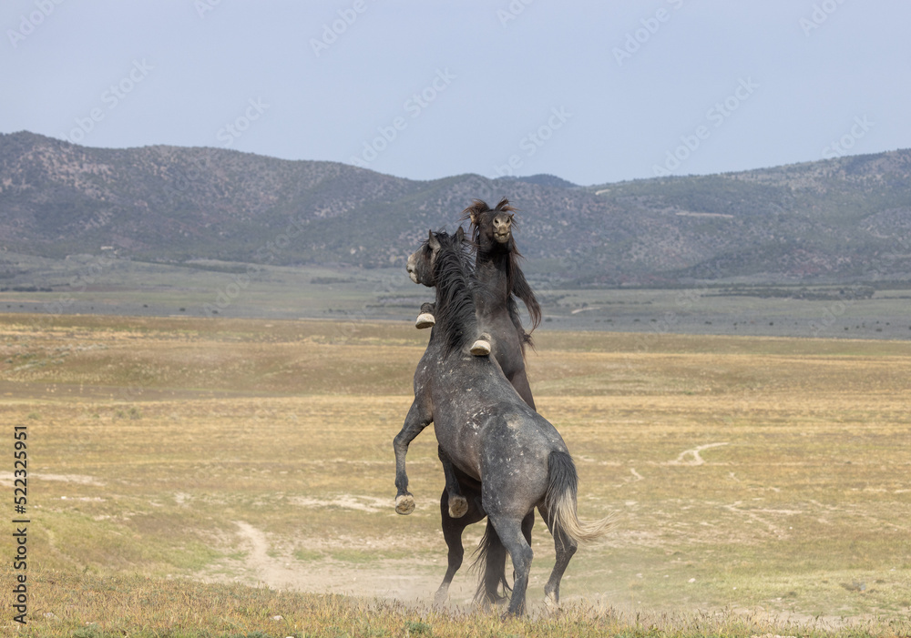 Fototapeta premium Wild Horse Stallions Fighting in the Utah Desert in Spring