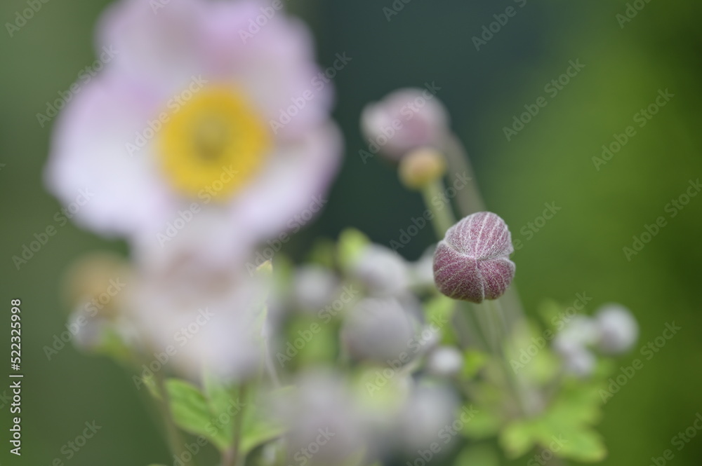 Background with nature to use for computer screens, pictures, smartphones, websites, walls, photo wallpapers for the décor of the apartment. - insects and small colorful flowers, field vegetation, gar Background with nature to use for computer screens, pictures, smartphones, websites, walls, photo wallpapers for the décor of the apartment. - insects and small colorful flowers, field vegetation, gar