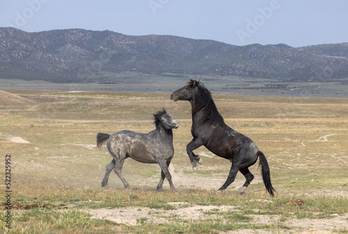 Wild Horse Stallions Fighting in the Utah Desert in Spring