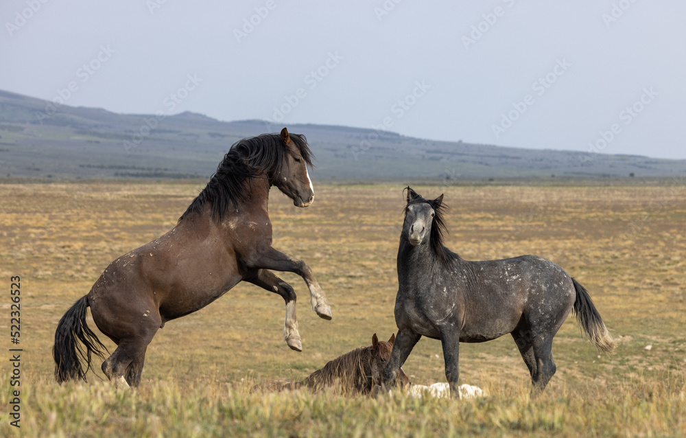 Fototapeta premium Wild Horse Stallions Fighting in the Utah Desert in Spring
