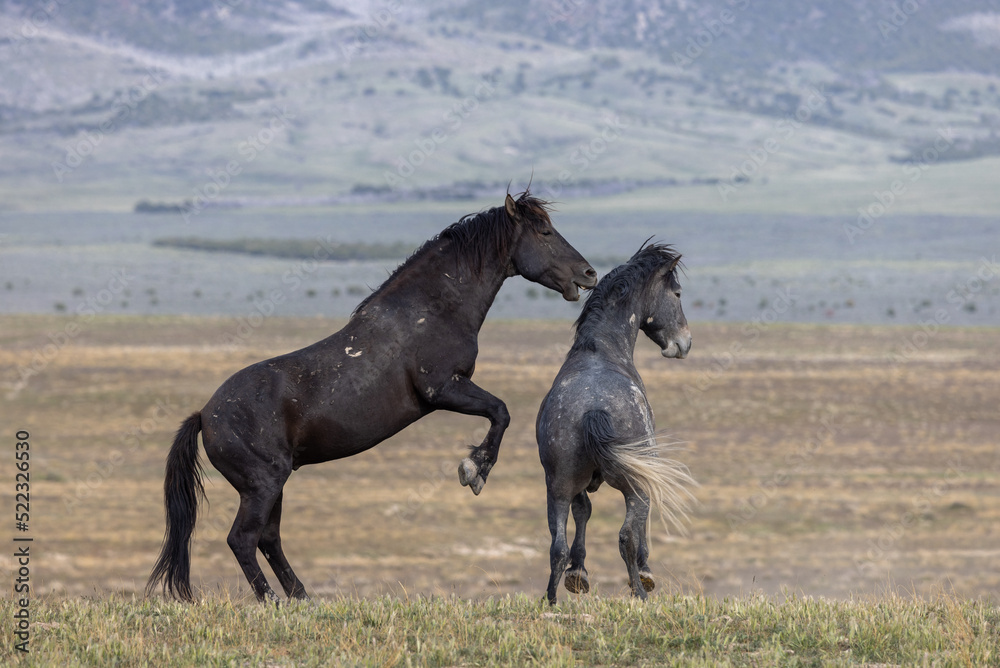 Wild Horse Stallions Fighting in the Utah Desert in Spring Wild Horse Stallions Fighting in the Utah Desert in Spring