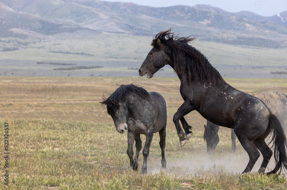 Wild Horse Stallions Fighting in the Utah Desert in Spring Wild Horse Stallions Fighting in the Utah Desert in Spring