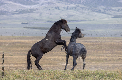 Wild Horse Stallions Fighting in the Utah Desert in Spring