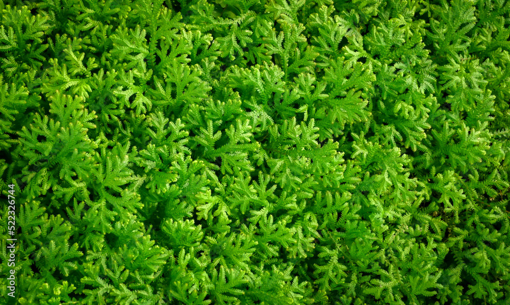Green leaf background, abstract green texture, nature background, tropical leaf. Green leaf background, abstract green texture, nature background, tropical leaf.