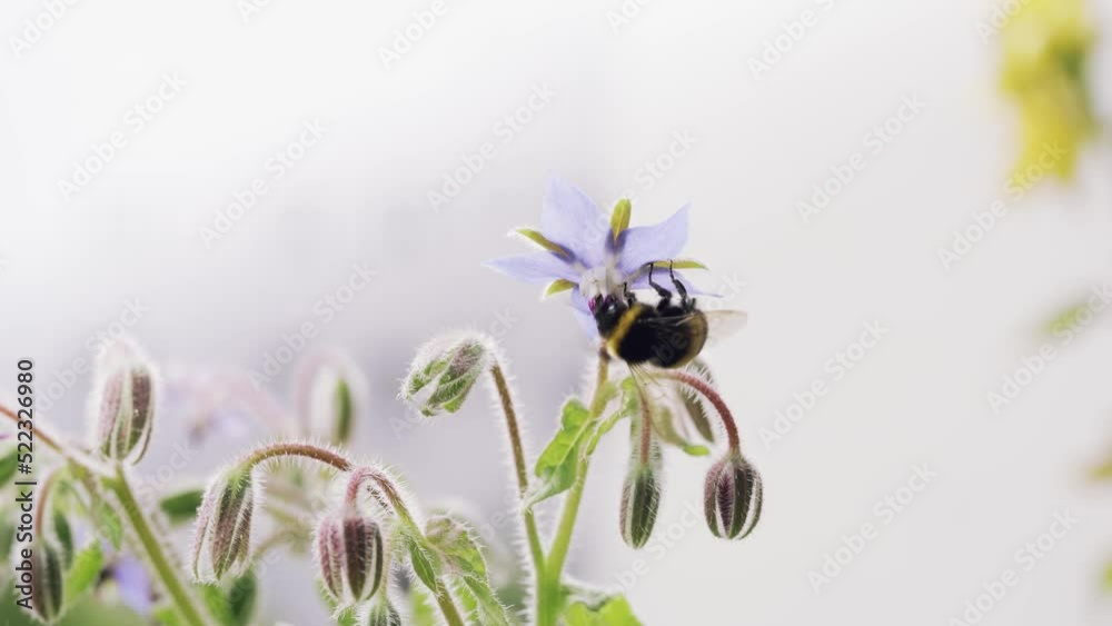 Cute bumblebee (Bombus terrestris) taking nectar from Borago officinalis. Summer nature backrgound Cute bumblebee (Bombus terrestris) taking nectar from Borago officinalis. Summer nature backrgound