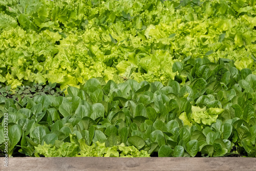 Lettuce green leaves background. Romaine lettuce grows in the soil. Organic salad, ready to be harvested. Fresh lettuce leaves. Salad plant close-up. Organic food, Agricultural industry