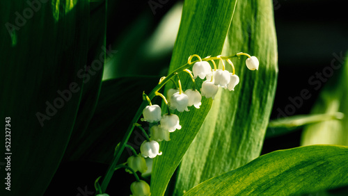 Lily of the valley spring flowers blooming. Convallaria majalis close-up. Small white lily-of-the-valley flowers and young green leaves. The first lilies of the valley wild forest flowers bloom Nature