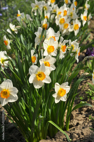 Narcissus (daffodils) bloom in the flowerbed.