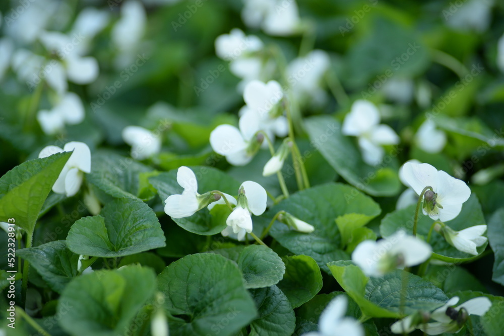 beautiful photo of small pink flowers, on a green background, out of focus, close-up, postcard pink flowers, white violet beautiful photo of small pink flowers, on a green background, out of focus, close-up, postcard pink flowers, white violet