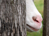 Goat snout with pink nose. Breeding of goats, copy space. Cud-chewing hoofed mammal