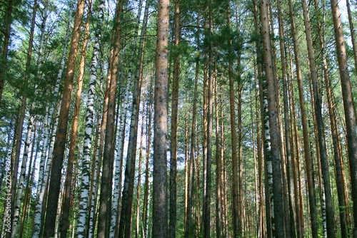 Trees in the forest on a sunny day. Blurred foreground. Natural background