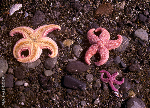 Trio of pink starfish on black rocks on Alaska beach
