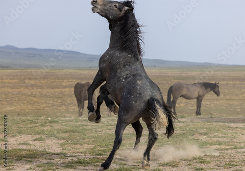 Wild Horse Stallions Fighting in the Utah Desert in Spring