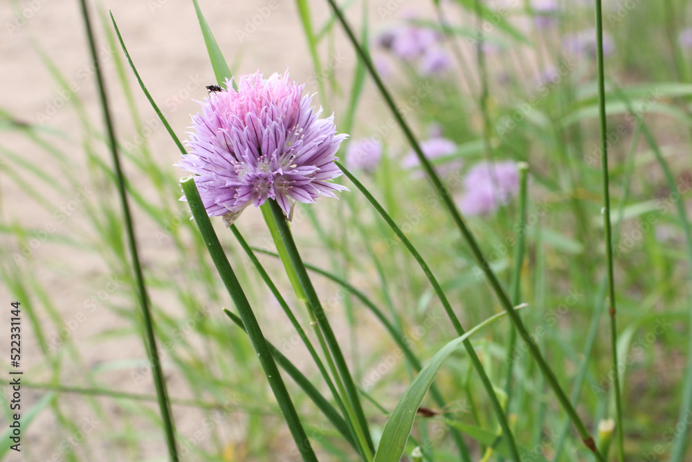 Fototapeta premium Purple Wildflower on Beach