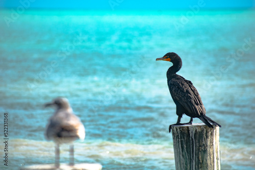 Side-view of double crested cormorant against blue water background in Islamorada, Florida, USA