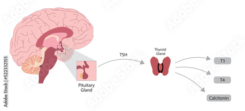 Thyroid Hormone Production diagram. Pituitary gland TSH production and stimulation of T3, T4 and calcitonin production 
