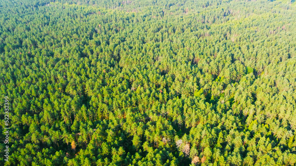 Aerial view of the green forest with foliage and trees