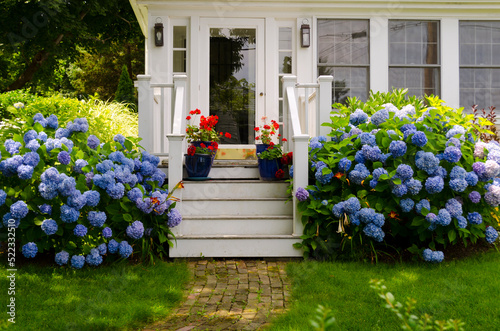 Blue Hydrangeas. Cape Cod. Wellfleet, Massachusetts