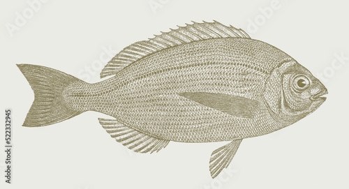 Black seabream spondyliosoma cantharus, marine fish in side view photo
