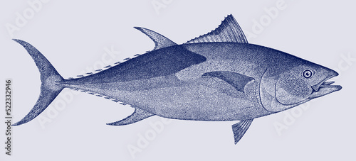 Atlantic bluefin tuna thunnus thynnus, marine food fish in side view photo
