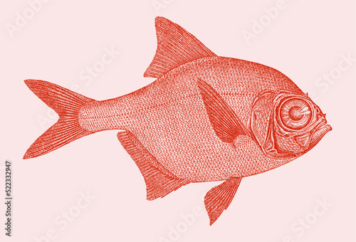 Alfonsino beryx decadactylus, marine fish in side view photo