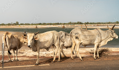 A herd of white African cows, Zebu, walks through the savannah, in front of the river, near sine saloum, Senegal, Africa photo