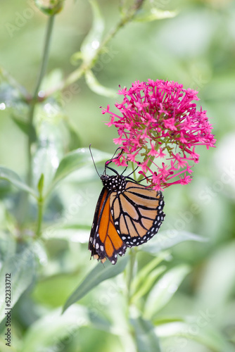 Striped Danaus plexippus monarch butterfly hangs below the bright pink flower bloom gathering pollen for nectar