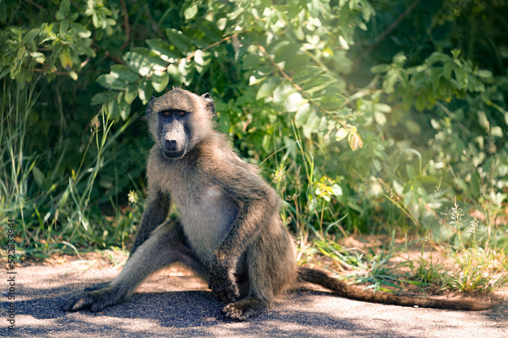 Obraz premium 사파리의 원숭이
