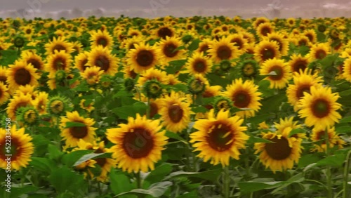  Close-up video of sunflowers. Sunflower field. Yellow flowers with seeds. Botany. Drone video 4k footage