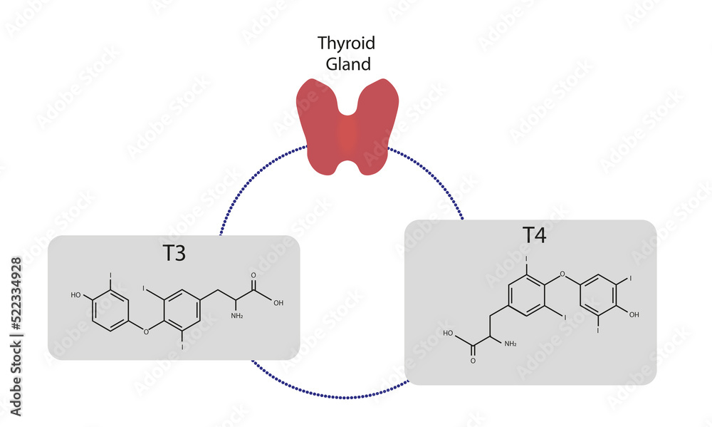 Thyroid Gland hormone secretion. T3 and T4 hormones. Stock Illustration