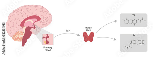 Thyroid Gland hormone secretion. T3 and T4 hormones.