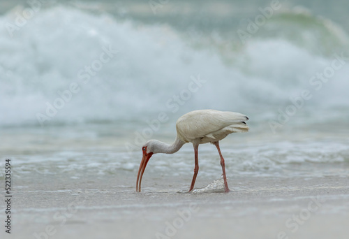 A white ibis feeds in the evening surf in the gulf of mexio on a florida beach.  photo