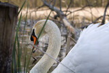 Mute Swan, Cygnus olor, on a wild lake, swan swiming