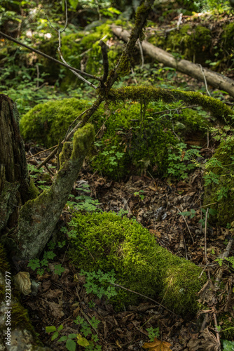 moss in the forest, Pacific Northwest © Nicole Kandi