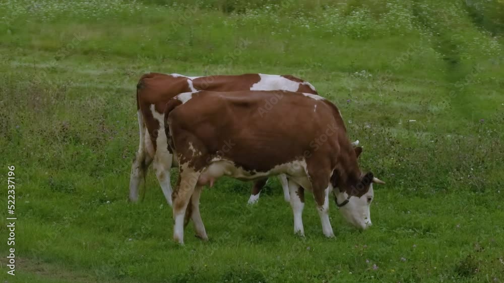 Aerial video filming from a drone. Cows walk on a green meadow. Pasture for cattle. Green grass. Agriculture. Farm. Aerial video filming from a drone. Cows walk on a green meadow. Pasture for cattle. Green grass. Agriculture. Farm.